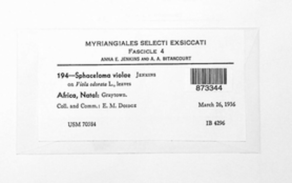 Sphaceloma violae image